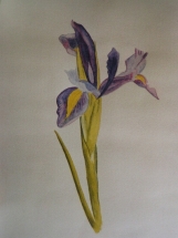 Iris