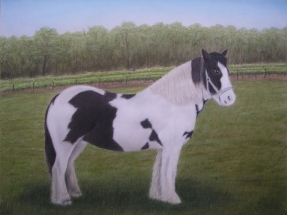 Pferd - Daisy