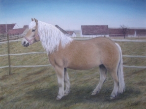 Pferd - Lilly