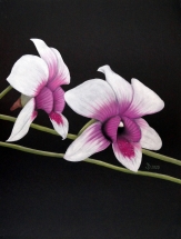 Orchideen 12.06.2020 01 g DSC02173