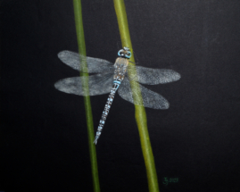 Libelle A 19.05.2023 DSC03630