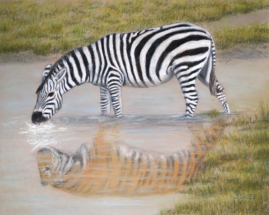 Zebra spiegelt Tiger 10.10.2023 DSC03817